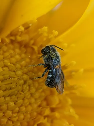 Spot-sided Dark Bee