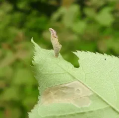 cherry casebearer thumbnail 2