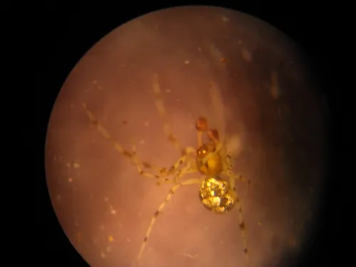 Theridion rabuni