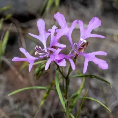 Large-flower Clarkia thumbnail 4