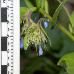 Toiyabe bluebells thumbnail 4