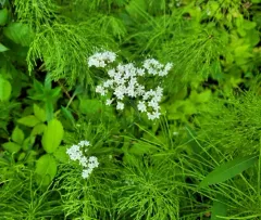 Marsh Valerian thumbnail 4
