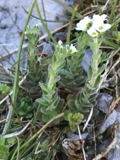 Hoary Whitlowgrass thumbnail 3