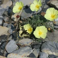 Old World Swallowtail thumbnail 4