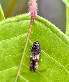 Sweet Clover Root Borer Moth thumbnail 2