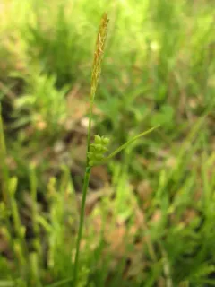 Slender Loose-flowered Sedge thumbnail 2