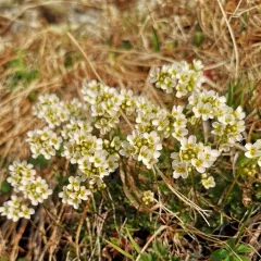 Palander's Whitlow-grass thumbnail 2