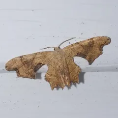 Brown Scoopwing thumbnail 4