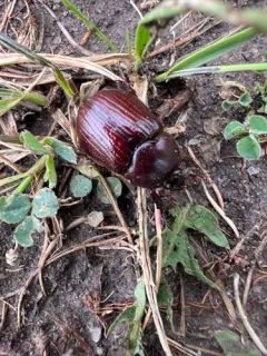 Orizabus pyriformis thumbnail 2