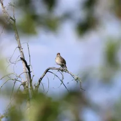 Gray-cheeked Thrush thumbnail 2