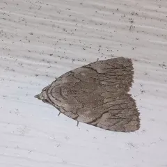 Many-dotted Appleworm Moth thumbnail 4