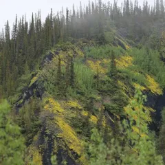 Calder's Bladderpod thumbnail 2