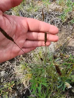 Oriental Junegrass thumbnail 3
