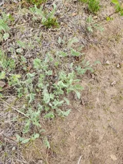 Siberian Wormwood thumbnail 4