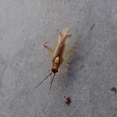Campyloneura virgula thumbnail 3