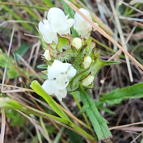 Cut-leaved Selfheal