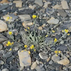 Arctic Bladderpod thumbnail 3
