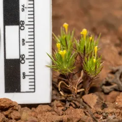 yellow pincushion plant thumbnail 3