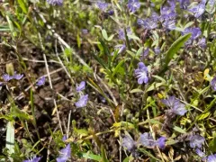 Peck's Phacelia thumbnail 4