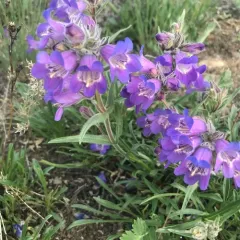 Gorman's Beardtongue thumbnail 3
