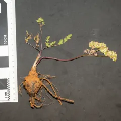 canby's lomatium thumbnail 1