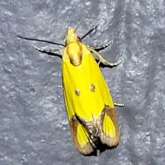 Knapweed Root Moth thumbnail 1