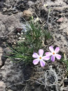 sagebrush phlox thumbnail 2