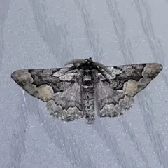 Phaeoura mexicanaria thumbnail 2