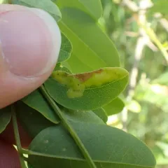 Agromyza soka thumbnail 2