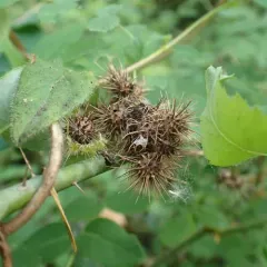 spiny rose gall wasp thumbnail 2