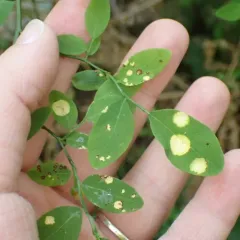 Exobasidium cordilleranum thumbnail 2