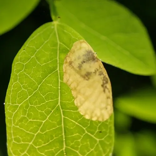 Scolioneura vaccinii