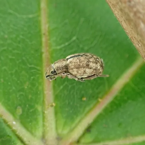 Nut Leaf Weevil