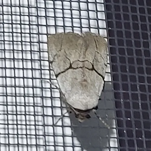 Sympistis greyi