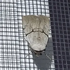 Sympistis greyi thumbnail 1