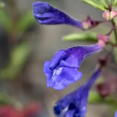 Narrowleaf Skullcap thumbnail 2