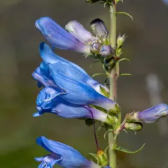Royal Beardtongue thumbnail 3