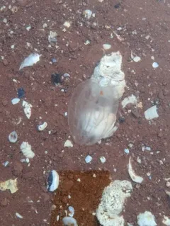 Common Northern Comb Jelly thumbnail 4