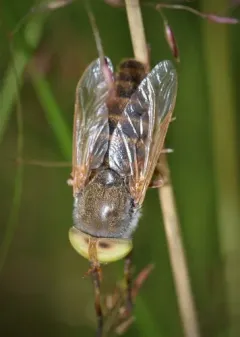 Atylotus palus thumbnail 2