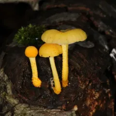 golden coincap thumbnail 5