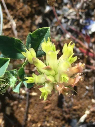 bull clover