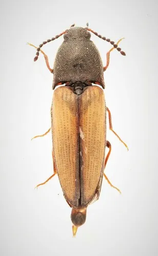 Ampedus militaris