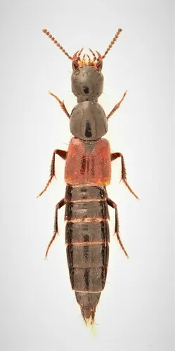 Bisnius quediinus