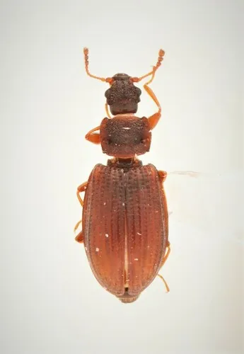 Enicmus histrio