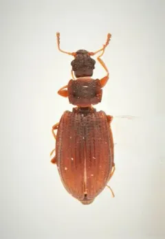 Enicmus histrio thumbnail 1