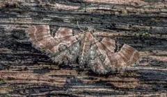 Eupithecia bowmani thumbnail 3