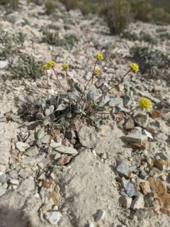 Crosby's buckwheat thumbnail 2
