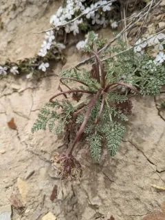 Longstalk Springparsley thumbnail 2