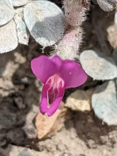 Newberry's Milkvetch thumbnail 3