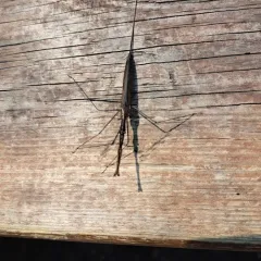 Brown Waterscorpion thumbnail 3